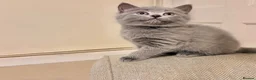 Russian Blue cats for sale: Beautiful Russian Blue/British Shorthair Kittens  in Wimborne - Advert 27