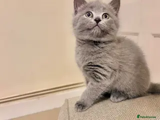 Russian Blue cats Last stunning Russian Blue/British Shorthair Girl - Advert 8