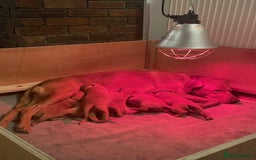 Labrador Retriever dogs for sale: Lovely fox red Labrador puppies  - Image 3