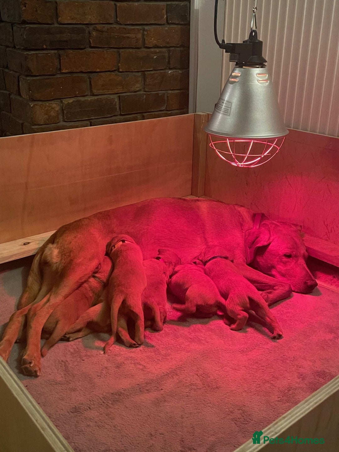 Labrador Retriever dogs for sale: Lovely fox red Labrador puppies  - Image 3