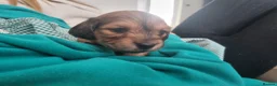 Miniature Dachshund dogs for sale: Stunning litter of Lh mini dachshunds  - Advert 4
