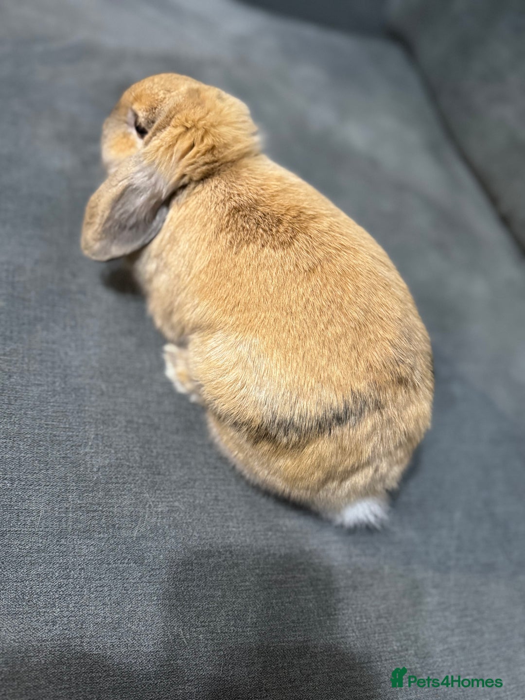 Mini Lop rabbits for sale: Pure Mini Lop - 6 Month Old Doe  - Advert 5