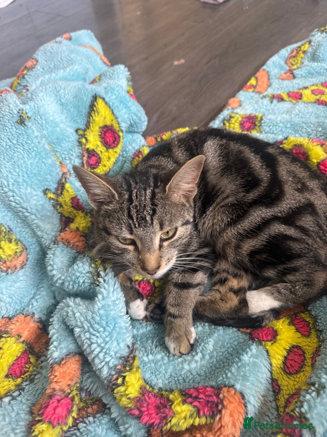 Mixed Breed cats for sale: Female tabby  - Advert 2