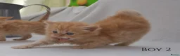 Persian cats for sale: Adorable Purebred Persian Kittens!!! - Advert 12