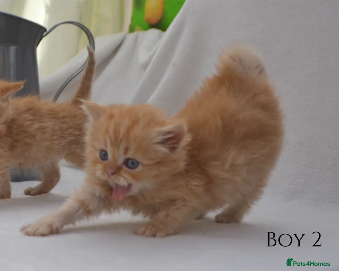 Persian cats for sale: (1 LEFT) Adorable Purebred Persian Kittens!!! - Advert 14