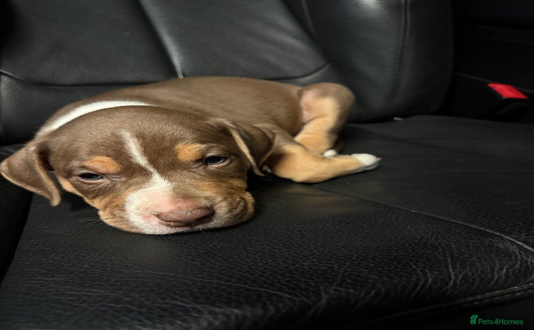Mixed Breed dogs - Advert 1