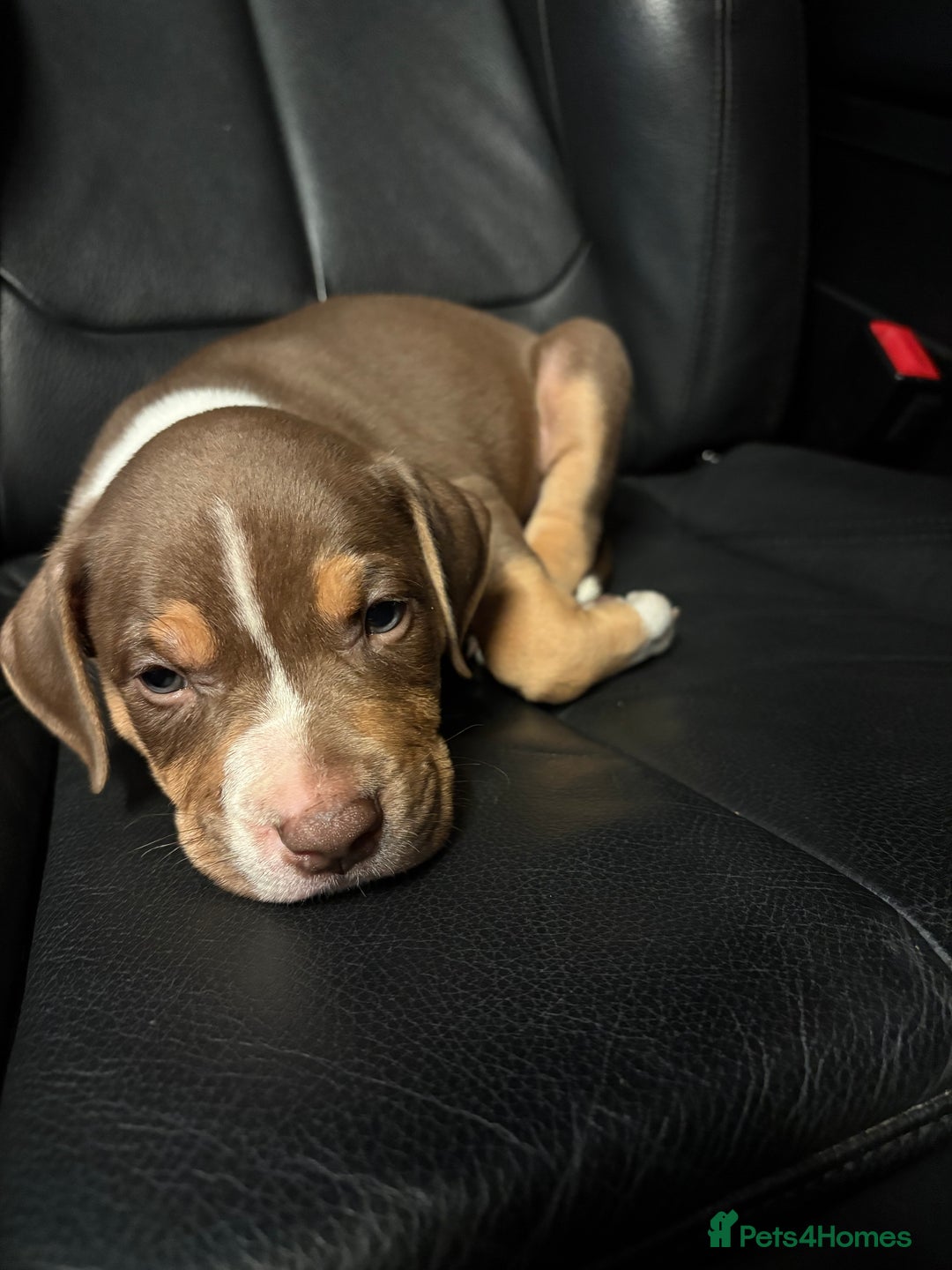 Mixed Breed dogs for sale: Bully pup male - Image 1