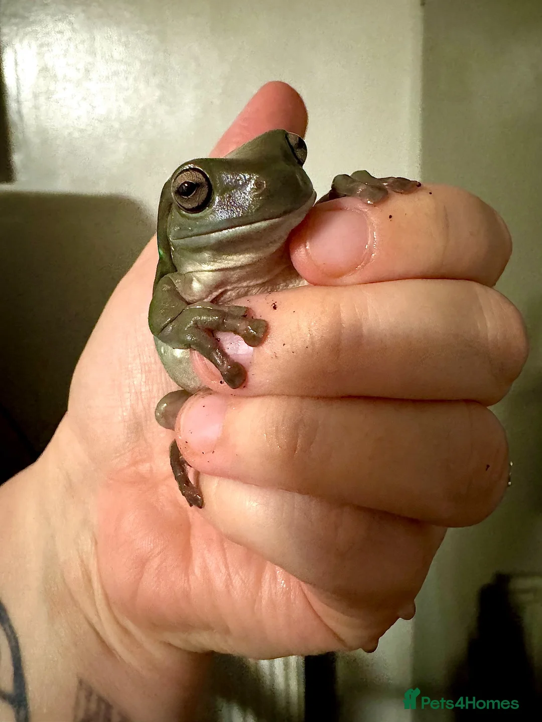 Frog reptiles for sale: 2 Whites Tree Frogs With Full Bioactive Set Up - Advert 2