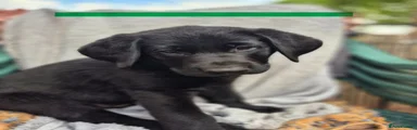 Sheprador Puppy 2