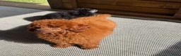 Toy Poodle dogs for sale: Beautiful Asian toy poodles  - Advert 10