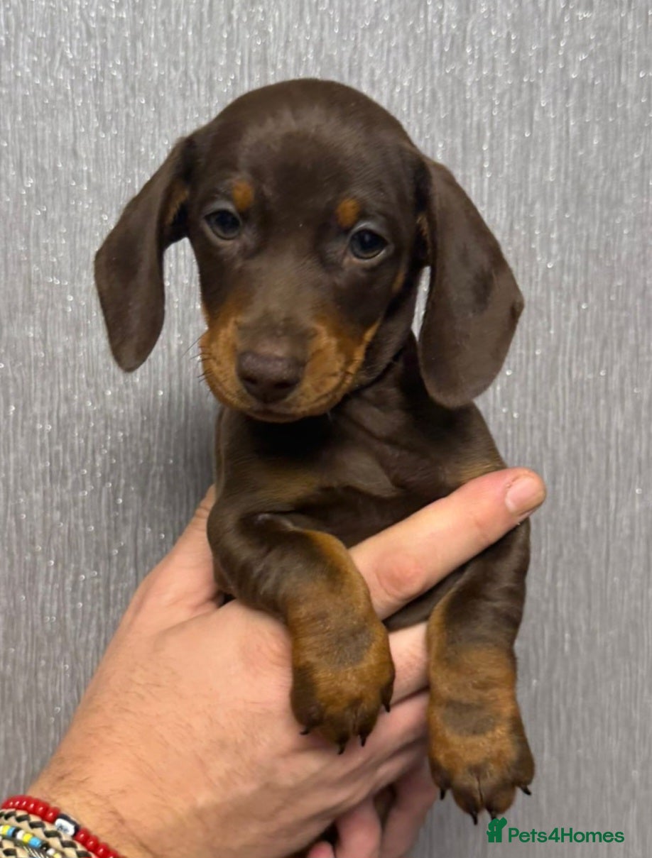 Dachshund dogs Gorgeous Dachshunds READY TO LEAVE TO A 5⭐️ HOME - Advert 5