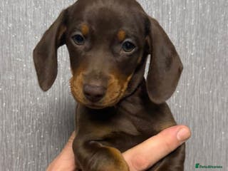 Dachshund dogs Gorgeous Dachshunds READY TO LEAVE TO A 5⭐️ HOME - Advert 4