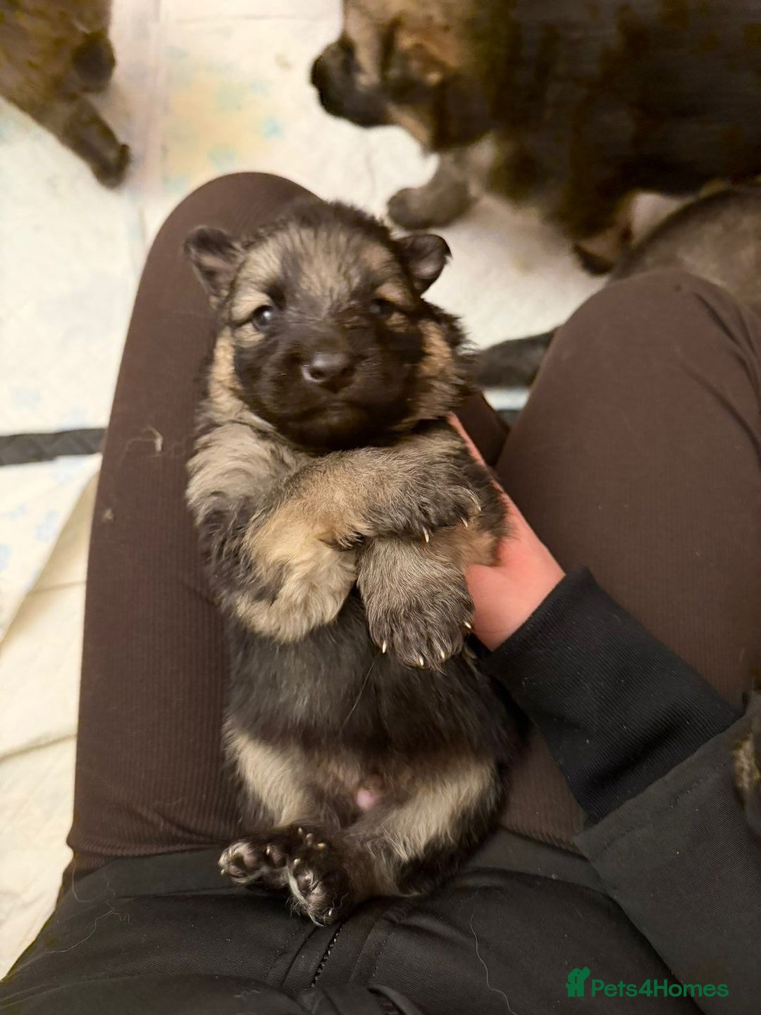 German Shepherd dogs for sale: Medium haired German shepherd pups  - Advert 21