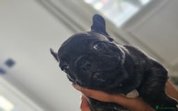 French Bulldog dogs for sale: French bulldog puppies  - Image 3