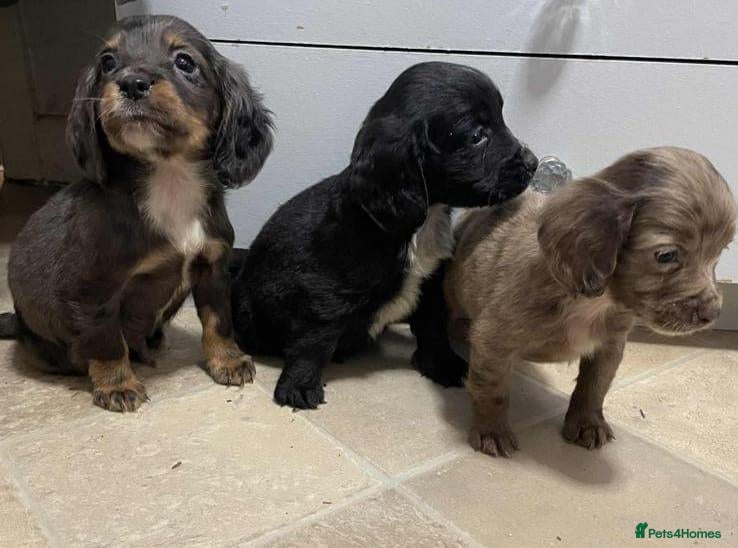 Cocker Spaniel dogs for sale: Beautiful Cockers  - Advert 19