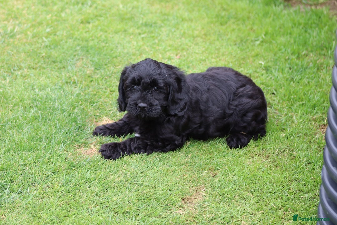 Cavapoo dogs for sale: Beautiful Cavapoo puppies for sale - Image 12
