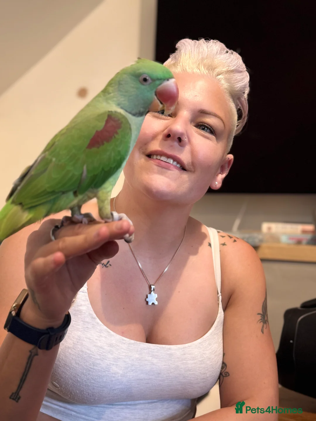 Parakeets birds for sale: DNA Certified Alexandrine Male Baby - Advert 4