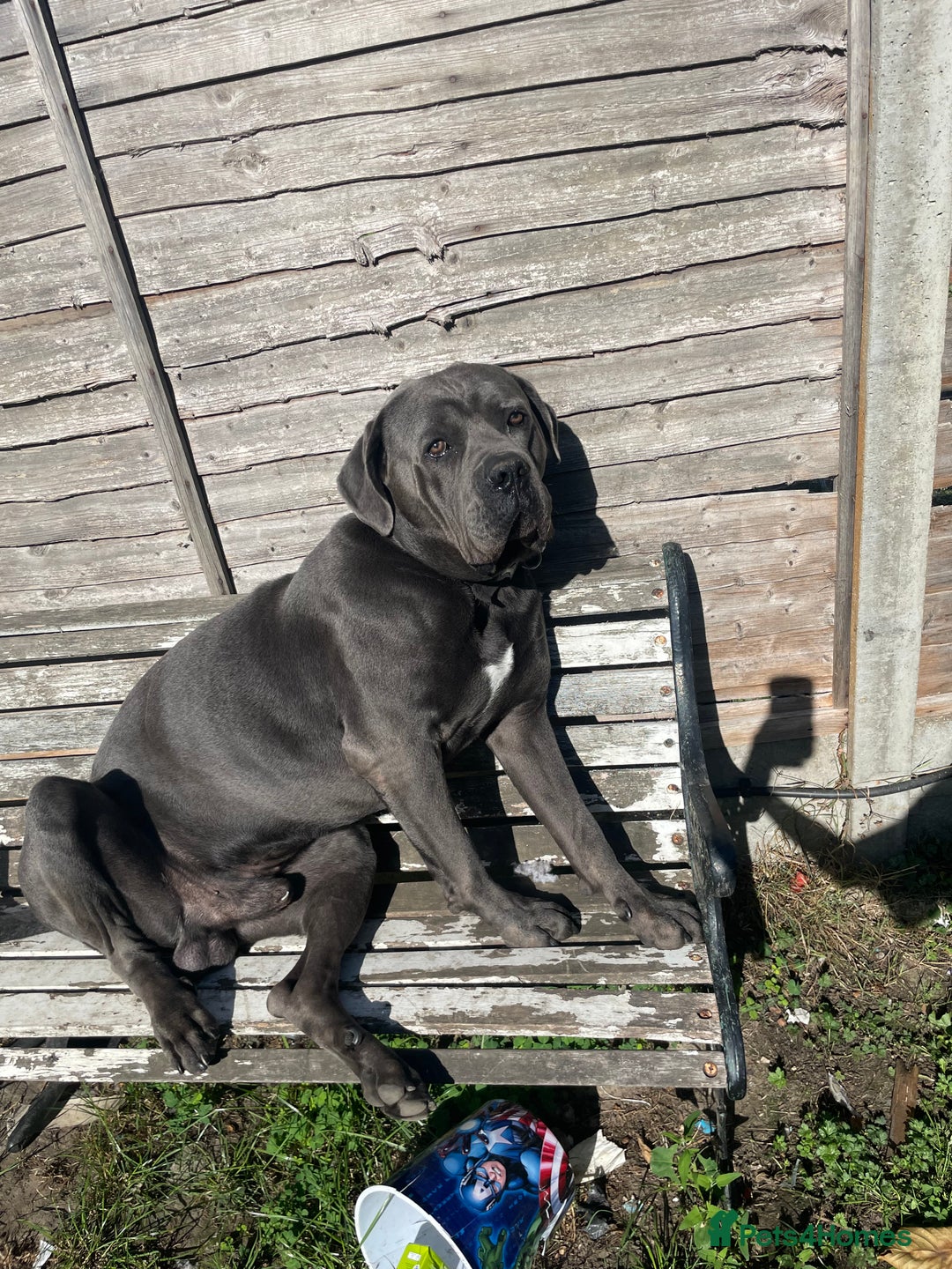 Cane Corso dogs for sale: Bleu is looking for a new home  - Image 3