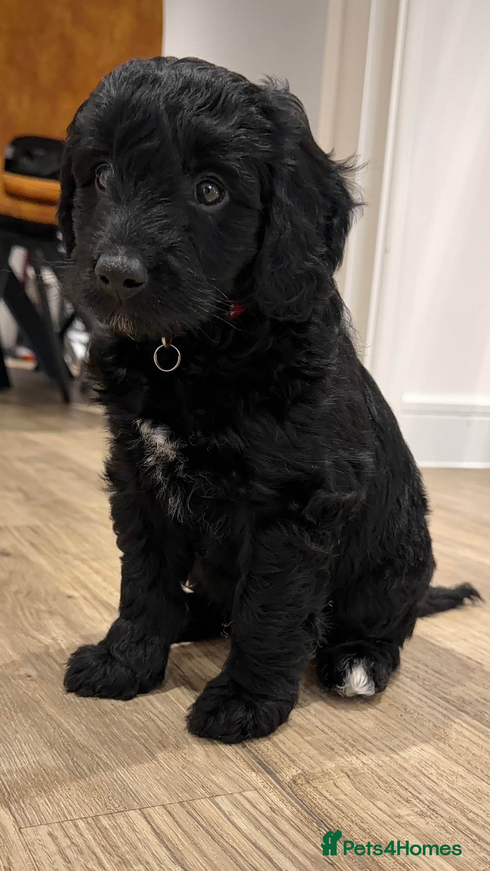 Cockapoo dogs Only 1 Left 🐶 Black and White Boy ‼️ - Advert 13