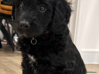 Cockapoo dogs Only 1 Left 🐶 Black and White Boy ‼️ - Advert 5