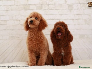 Poodle dogs in Stafford - Advert 1