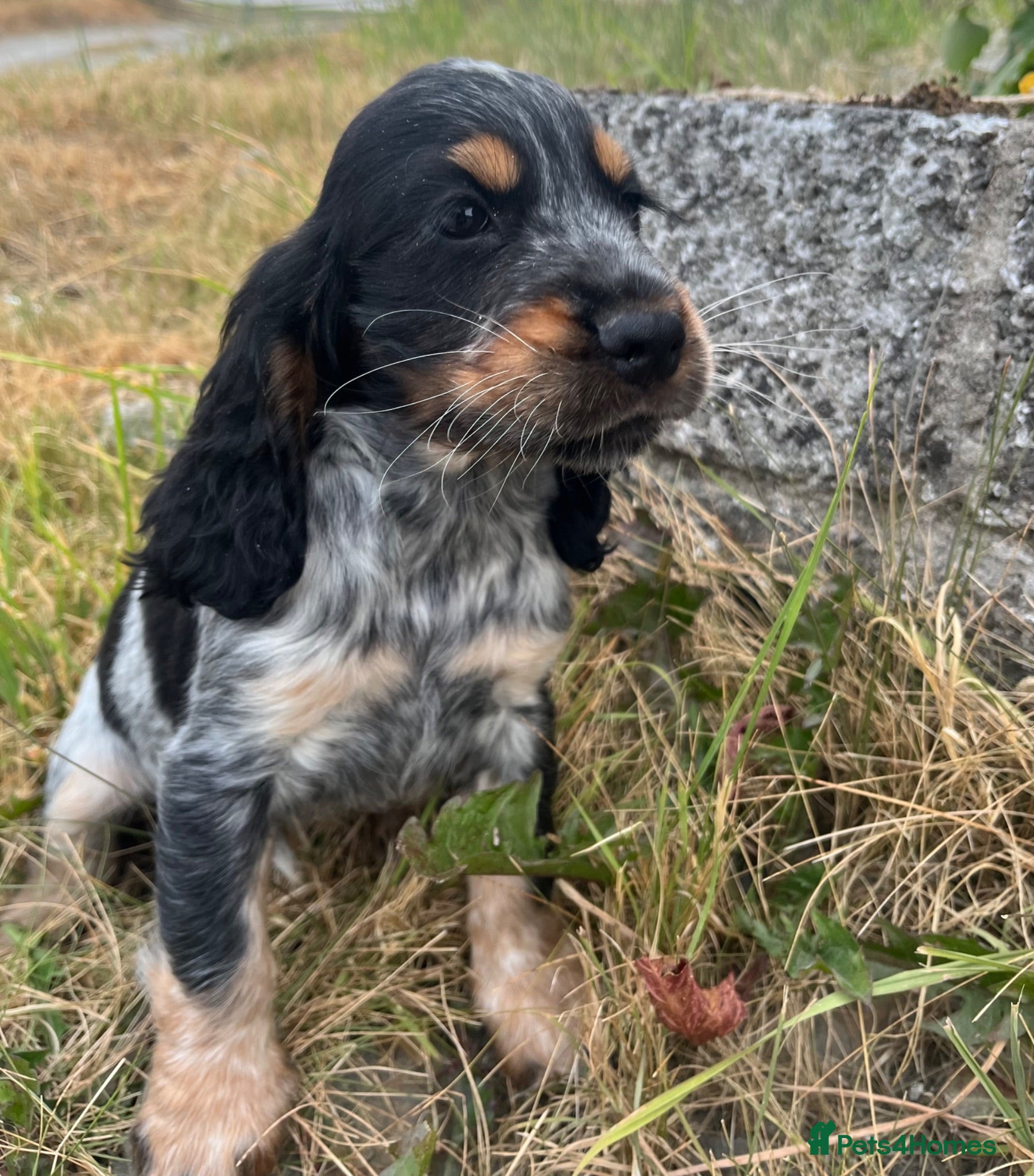 Cocker Spaniel dogs Stunning show type cocker spaniel puppies  - Advert 1