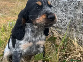 Cocker Spaniel dogs Stunning show type cocker spaniel puppies - Advert 1