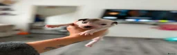 Jack Russell dogs for sale: Jack Russell pups  - Advert 3