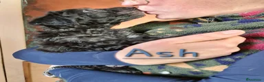 Ash