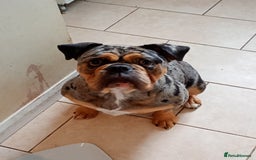 English Bulldog dogs for sale: Beautiful merle English bulldog  - Image 1