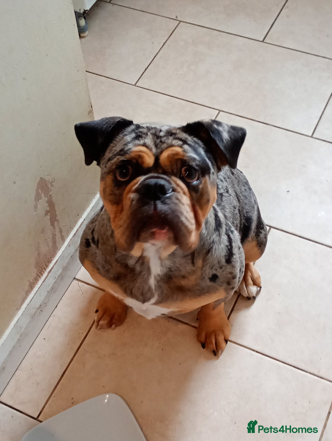 English Bulldog dogs for sale: Beautiful merle English bulldog  - Image 1