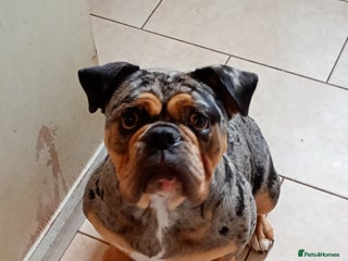 English Bulldog dogs - Advert 25