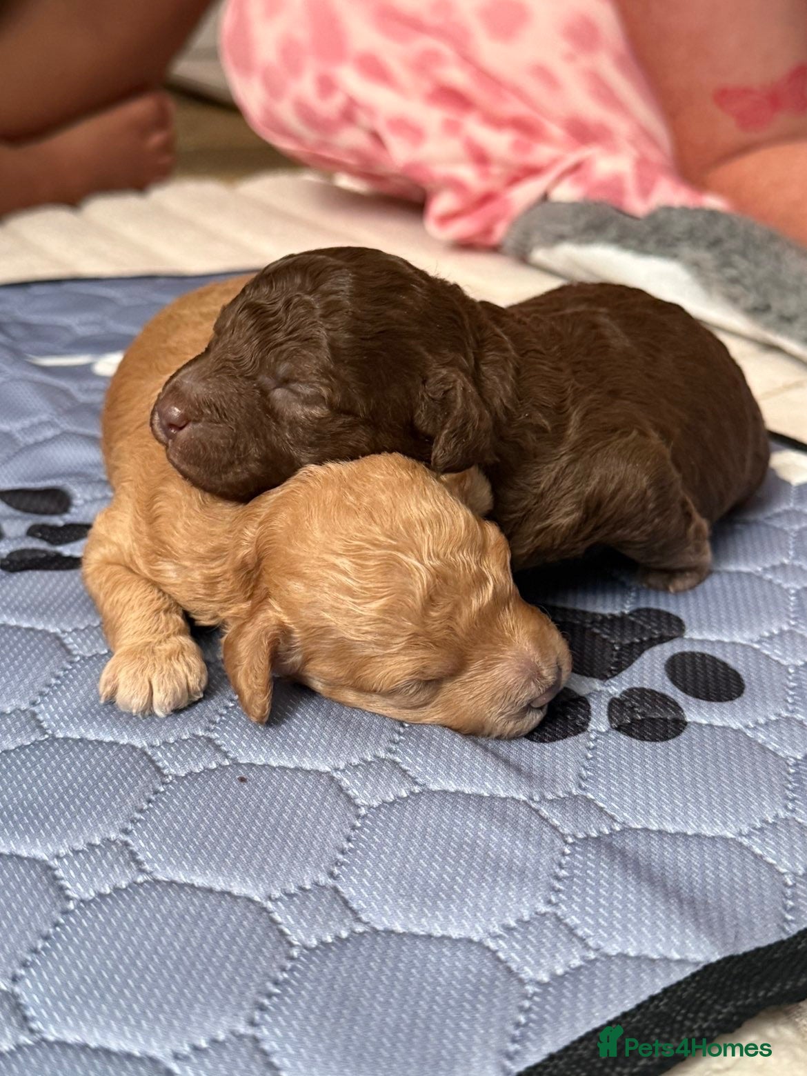 Cockapoo dogs Beautiful F1B cockapoo puppies - Advert 6
