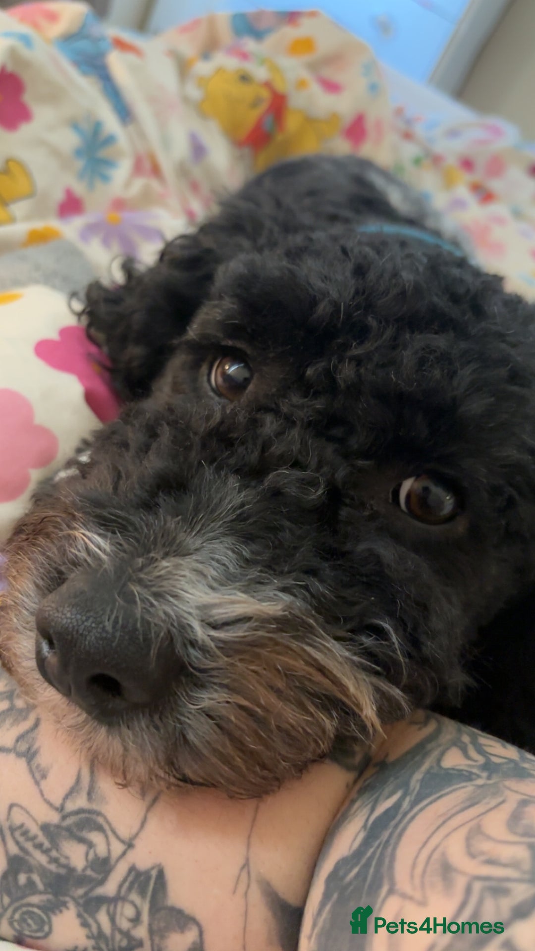 Poochon dogs for sale: Jake poochon - Image 4