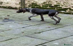 German Shorthaired Pointer dogs for sale: Young German Pointer for sale - Image 3
