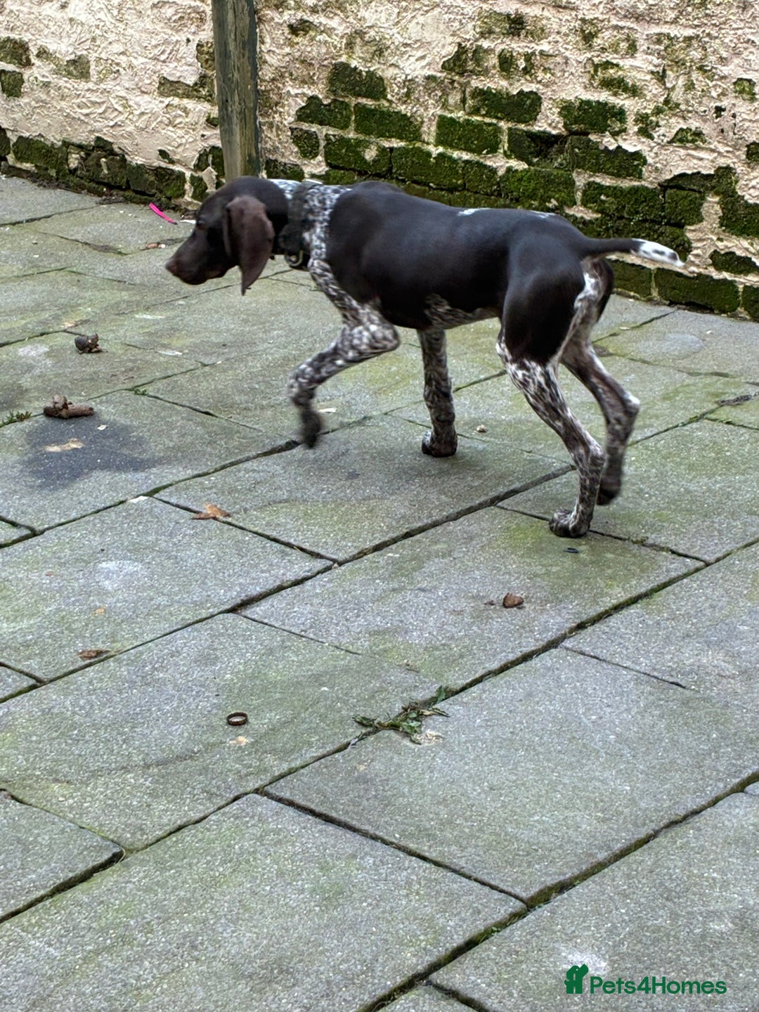 German Shorthaired Pointer dogs for sale: Young German Pointer for sale - Image 3