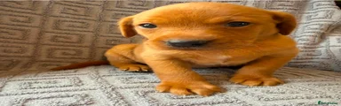 Labrador Retriever 5
