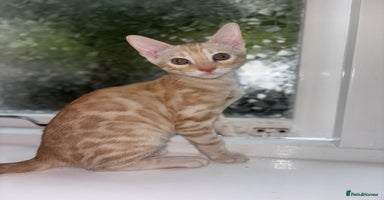 Bengal cats - Advert 14