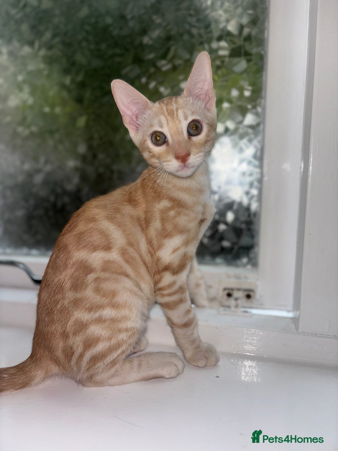 Bengal cats for sale: Beautiful Bengal Kittens ❤️  - Image 3