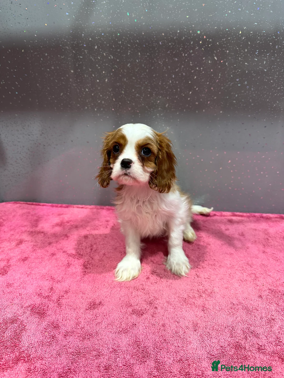 Cavalier King Charles Spaniel dogs for sale: Adorable Cavalier King Charles Spaniels - Advert 5