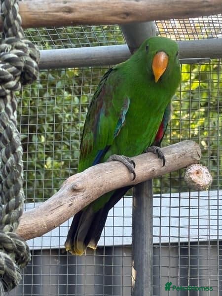 Parrots birds  Female Eclectus Parrot  - Advert 1