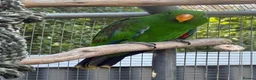 Parrots birds for sale:  Female Eclectus Parrot  - Advert 1