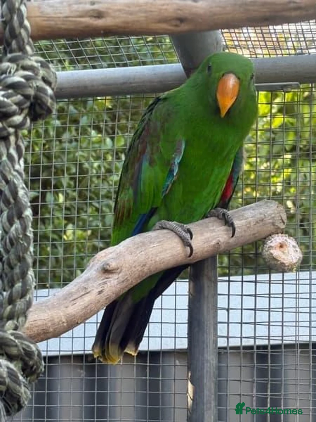 Parrots birds for sale:  Female Eclectus Parrot  - Advert 1