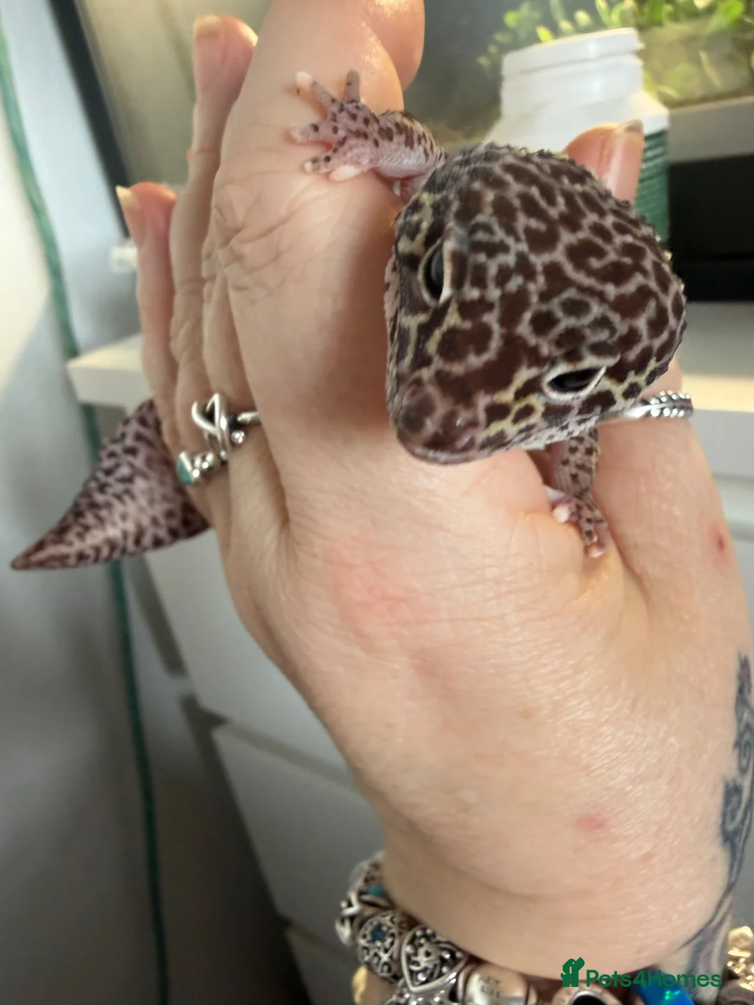 Leopard Gecko reptiles for sale: Leopard gecko in Sheffield - Advert 2