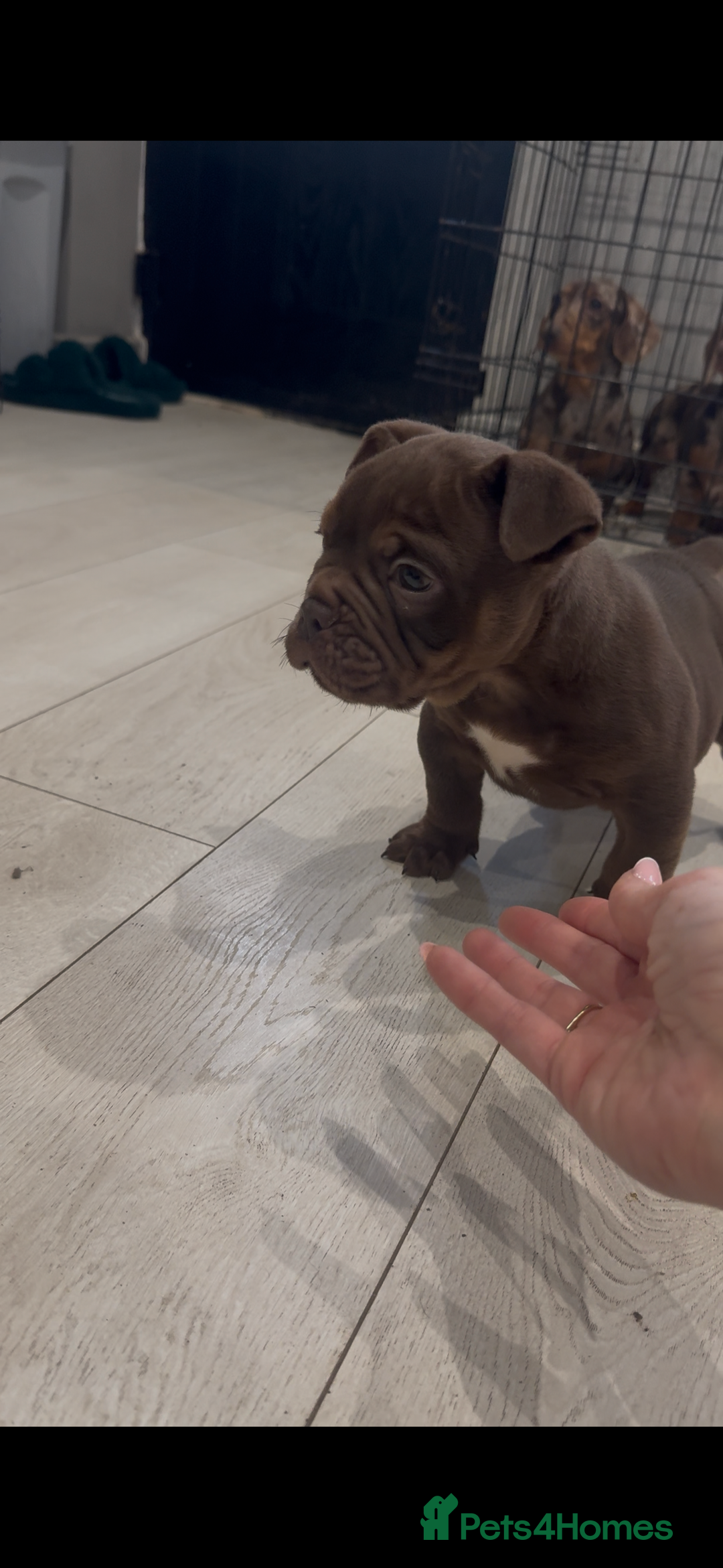 Olde English Bulldogge dogs for sale: Top quality olde English bulldogs - NEBBER REG - Advert 1