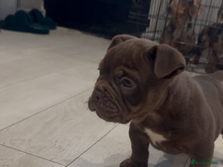 Olde English Bulldogge dogs Top quality olde English bulldogs - NEBBER REG - Advert 2