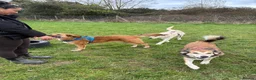 Mixed Breed dogs for adoption: Jewel is looking for her forever family! - Advert 3