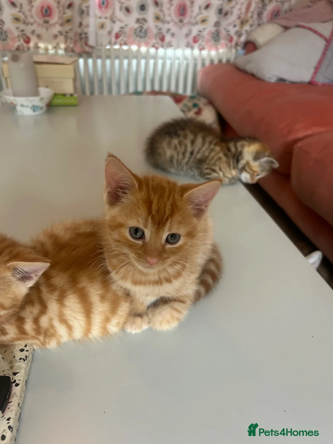 British Shorthair cats for sale: 4 loving, playful BSH kittens for sale in Leeds.  - Advert 2