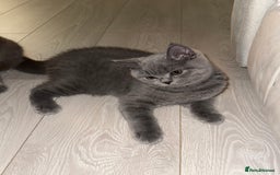 British Shorthair cats for sale: Champion Bloodline British Shorthair & Longhair - Image 3