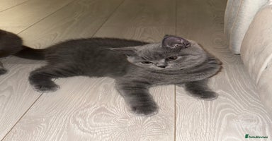 British Shorthair cats - Advert 5